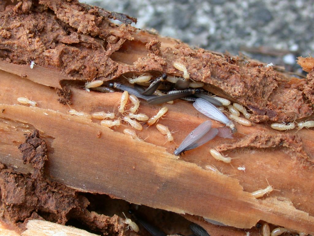 シロアリは「蟻」じゃない！?　日本のシロアリ基礎知識